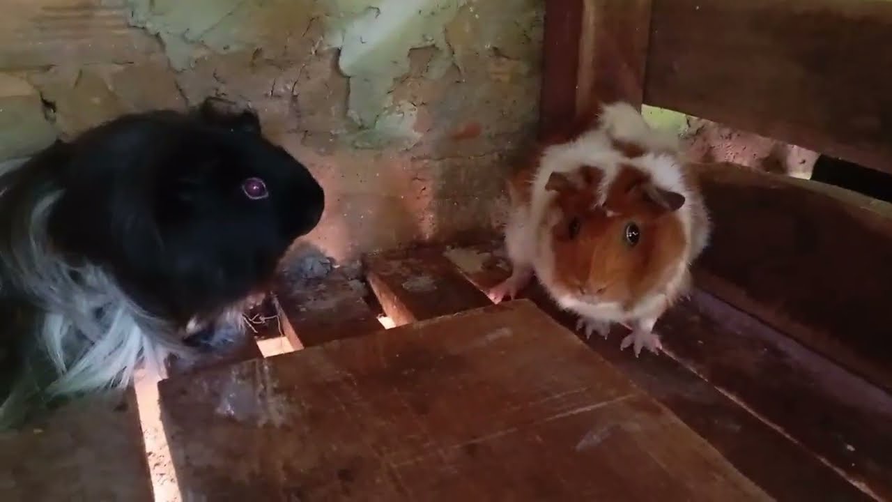 JACOB MEU NOVO PORQUINHO DA ÍNDIA 