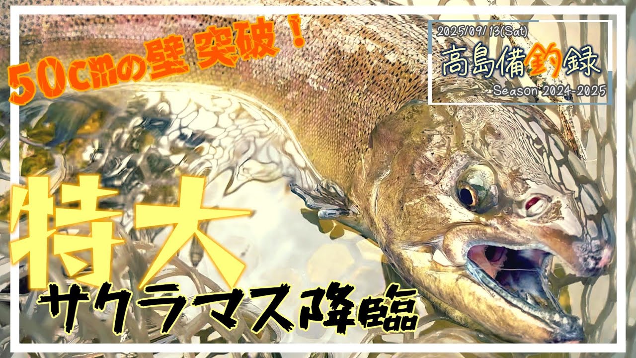 50UPの特大サクラマス降臨！ in 高島の泉 【エリアミノーイング】