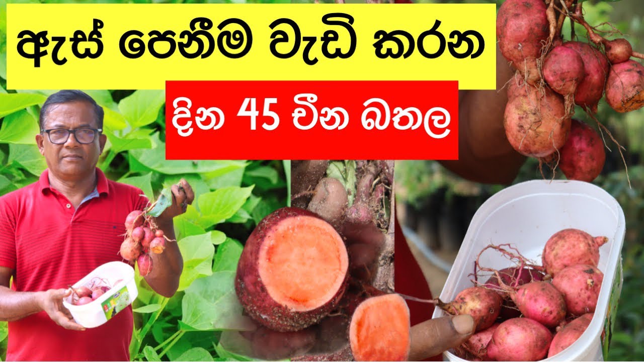 කාලා තියනවද මේ අලුත් බතල? | Chinese Sweet Potato | Ceylon Agri | Episode 312