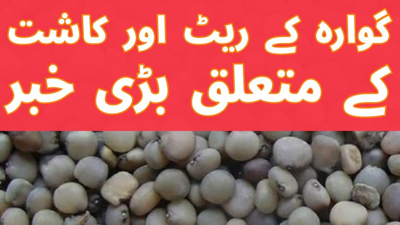 Guar Seed per kg Price Today in Pakistan | Guar Crop Sowing Time