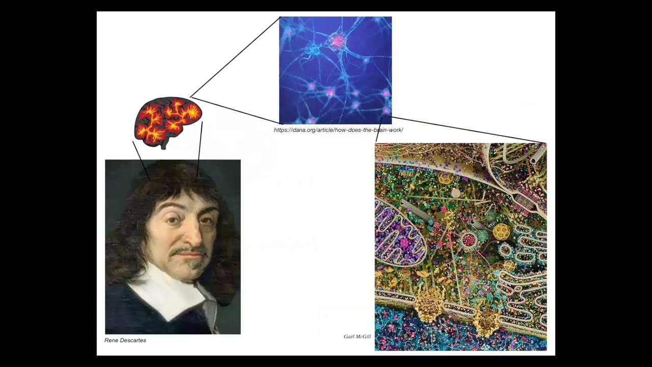 The collective intelligence of cells during morphogenesis as a model for cognition beyond the brain