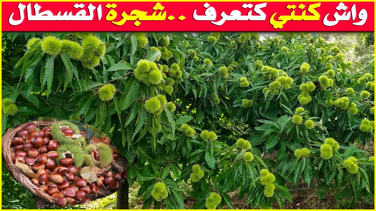 أجي نعرفو شجرة القسطال  (الكستناء) | قبيلة بني سعيد / تطوان شمال المغرب