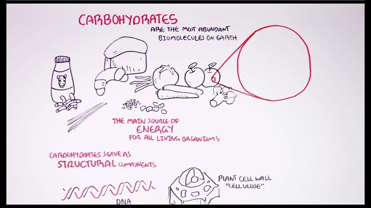 Hungry Microbiome: Biochemistry of Carbohydrates
