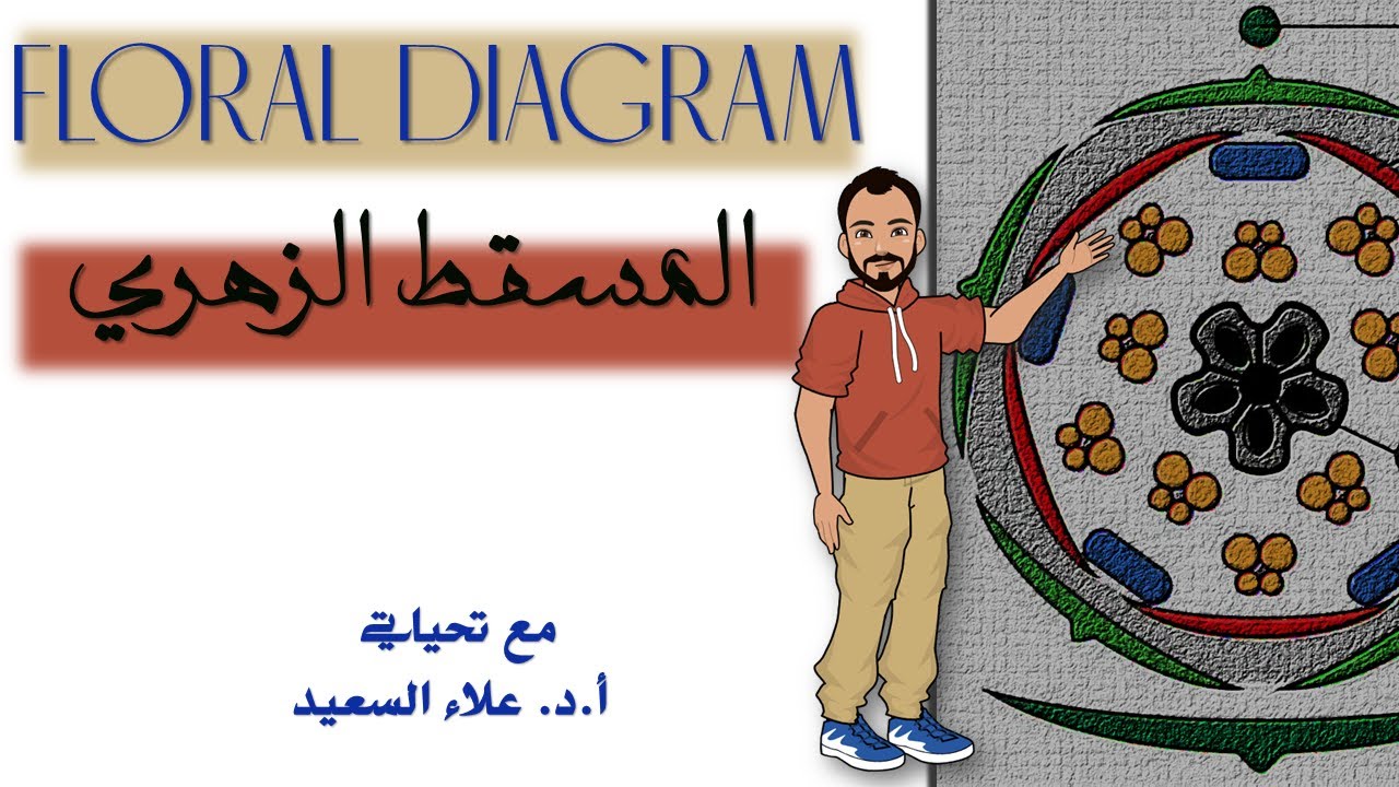 رسم المسقط الزهري باستخدام الأشكال ثلاثية الأبعاد