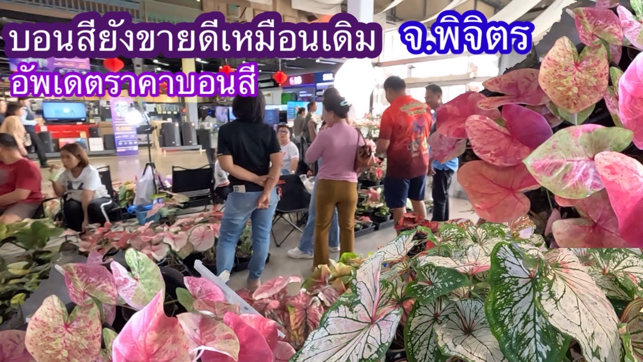 บอนสียังขายดีเหมือนเดิมอัพเดตราคาบอนสี จ.พิจิตร