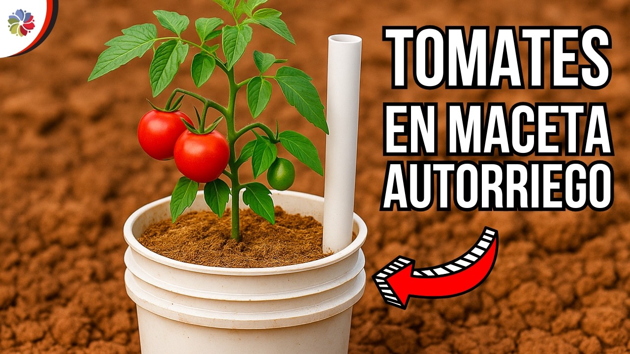 🍅 CULTIVAR TOMATE en MACETA AUTORRIEGO CASERA - Clase 9