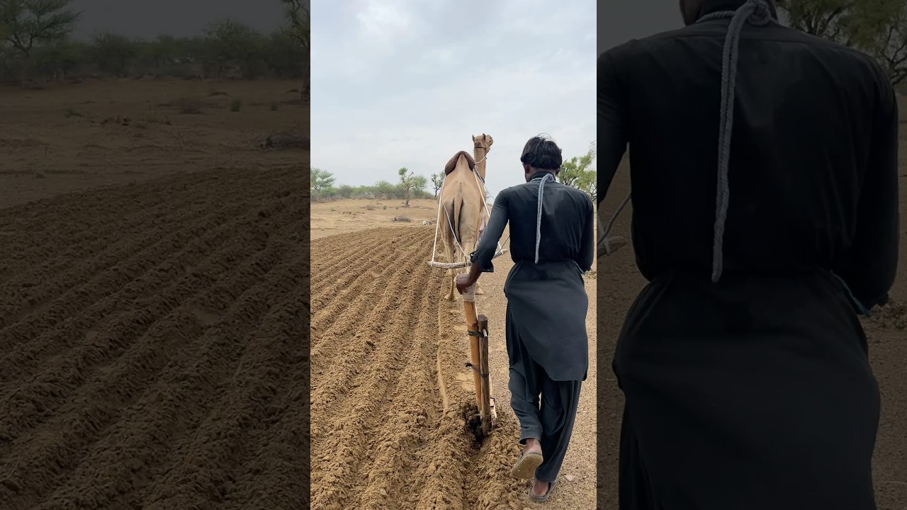 🌧️ After the Desert Rain Farmer Camels Bring the Land Back to Life 🌾 #Camel #DesertLife #Farming
