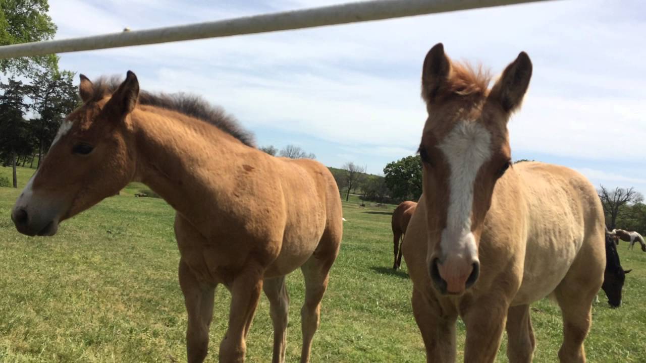 Watching Baby Horses With Their Moms - Lead Mare Comes Over To Warn or Get Pets