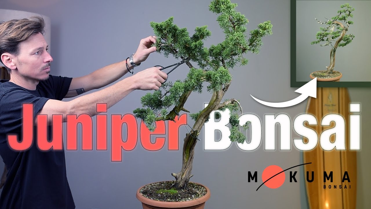First Styling of a Chinese Juniper Bonsai