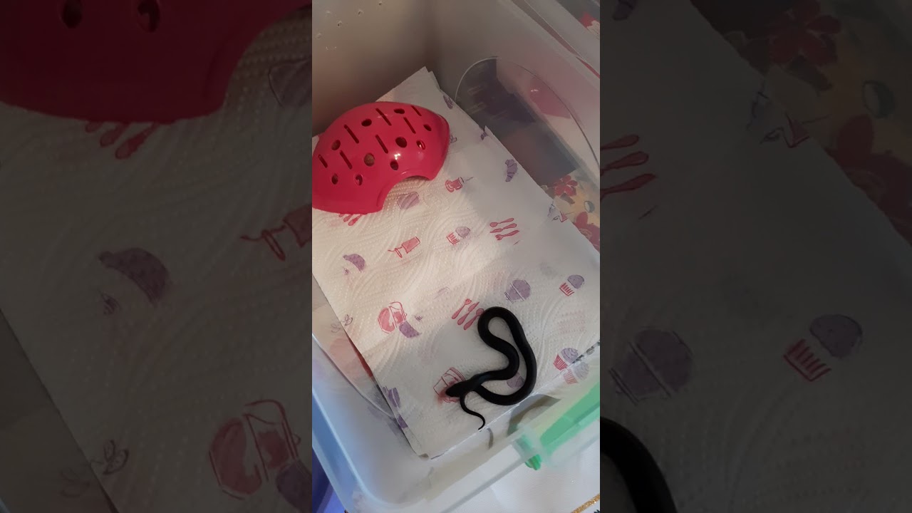 Мексиканская королевская змея нигрита( lampropeltis getula nigrita) .первое кормление  разморозкой.