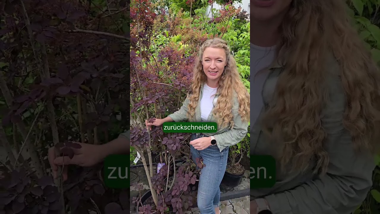 Grundregeln beim R&uuml;ckschnitt von Zierstr&auml;uchern - Anf&auml;nger Edition!