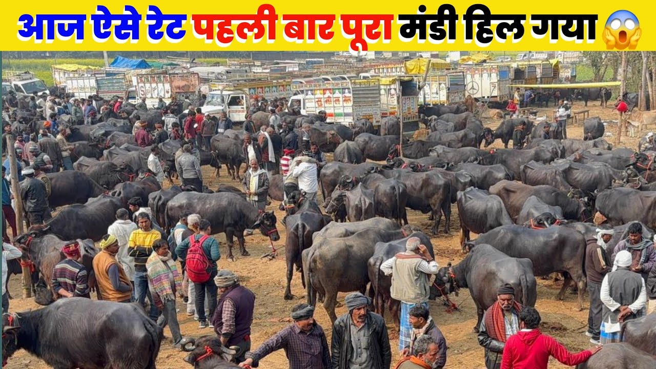 आज ऐसे रेट पहली बार पूरा मंडी हिल गया 😱 मौहरिया पशु मंडी | mauhariya Bhains ki Mandi prayagraj