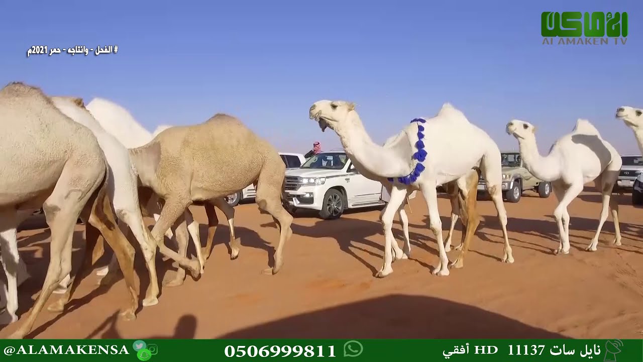 مسيرة الفحل وانتاجه للمالك رجل الأعمال شجاع حشيفان الشّريف الكريزي البقمي