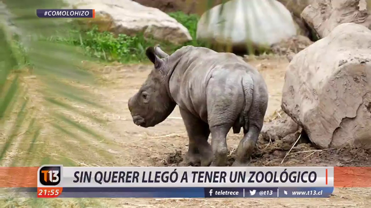 De criar chanchos a armar el BuinZoo #CómoLoHizo