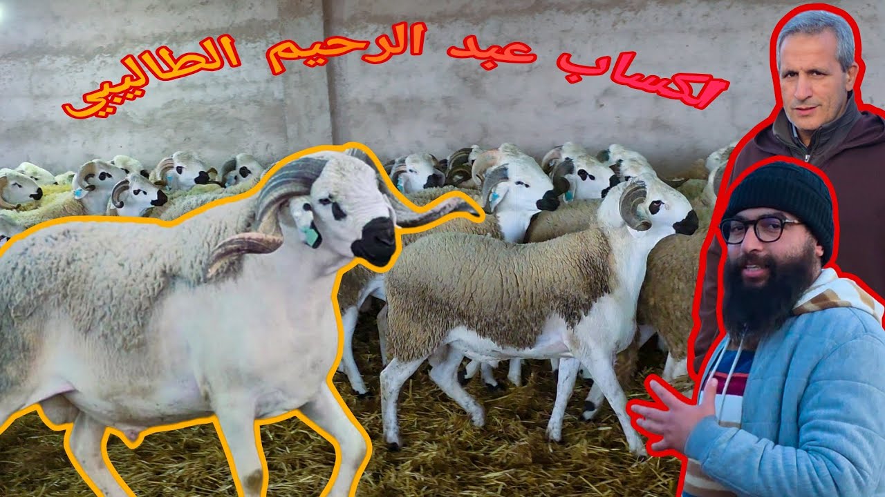 (الجولة 3) مع الكساب عبد الرحيم الطاليبي بجماعة المزودية عمالة شيشاوة كفاش تختار الفحل المناسب لك