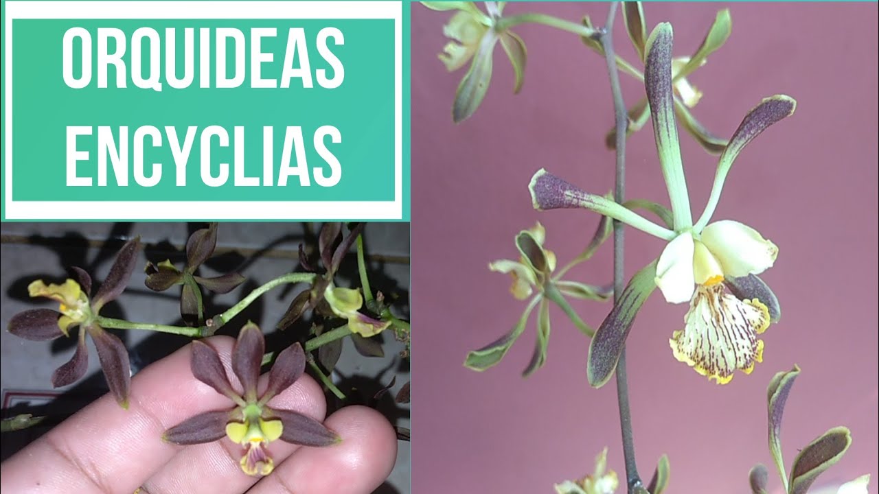 ORQUÍDEAS ENCYCLIA, FLORACIÓN DE ENCYCLIA ALATA Y DICKINSONIA
