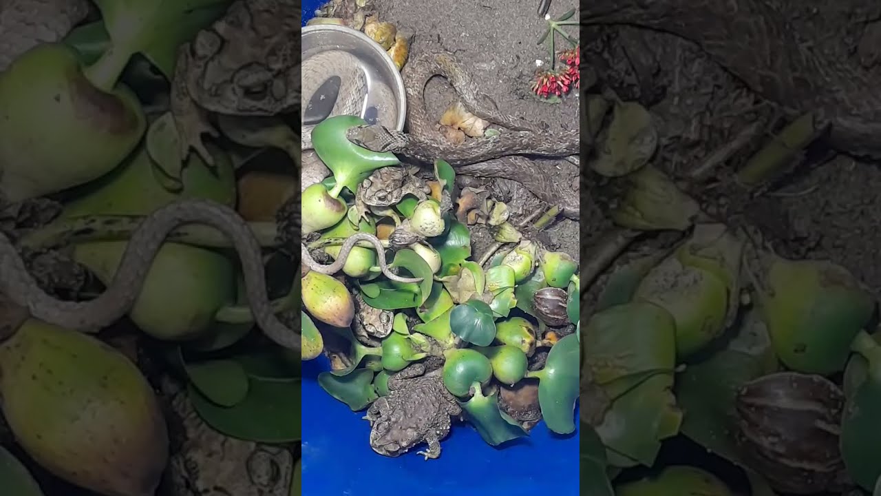 Snake Island: Survival alongside Venomous Frogs đrstclend