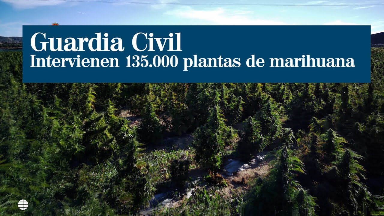 Toledo tiene la mayor plantación de marihuana de Europa