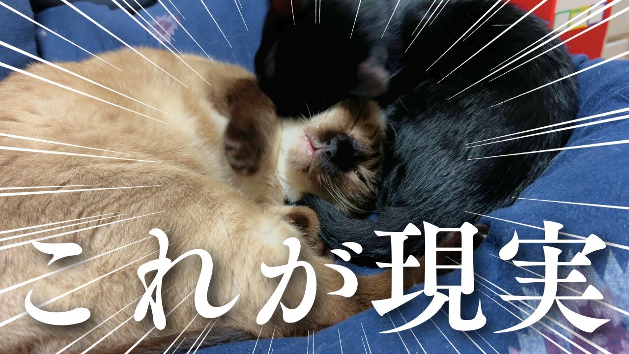 子猫正式加入から2ヵ月経った結果がこちら【仲良し大作戦Part5】【保護猫/黒猫&シャム猫/シャムミックス&ノルウェージャンフォレストキャット】 #cat #japanesecat #保護猫