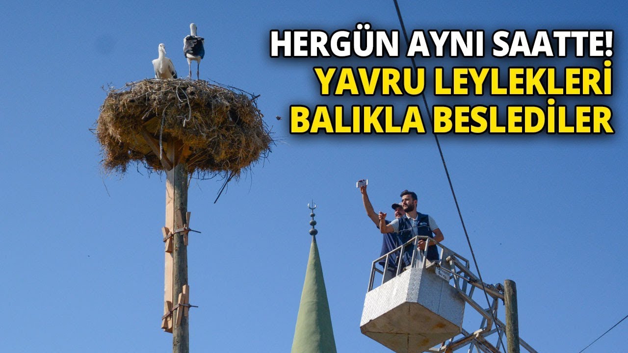 Leylek Yavrularına İtfaiye Merdiveniyle Özel Besleme