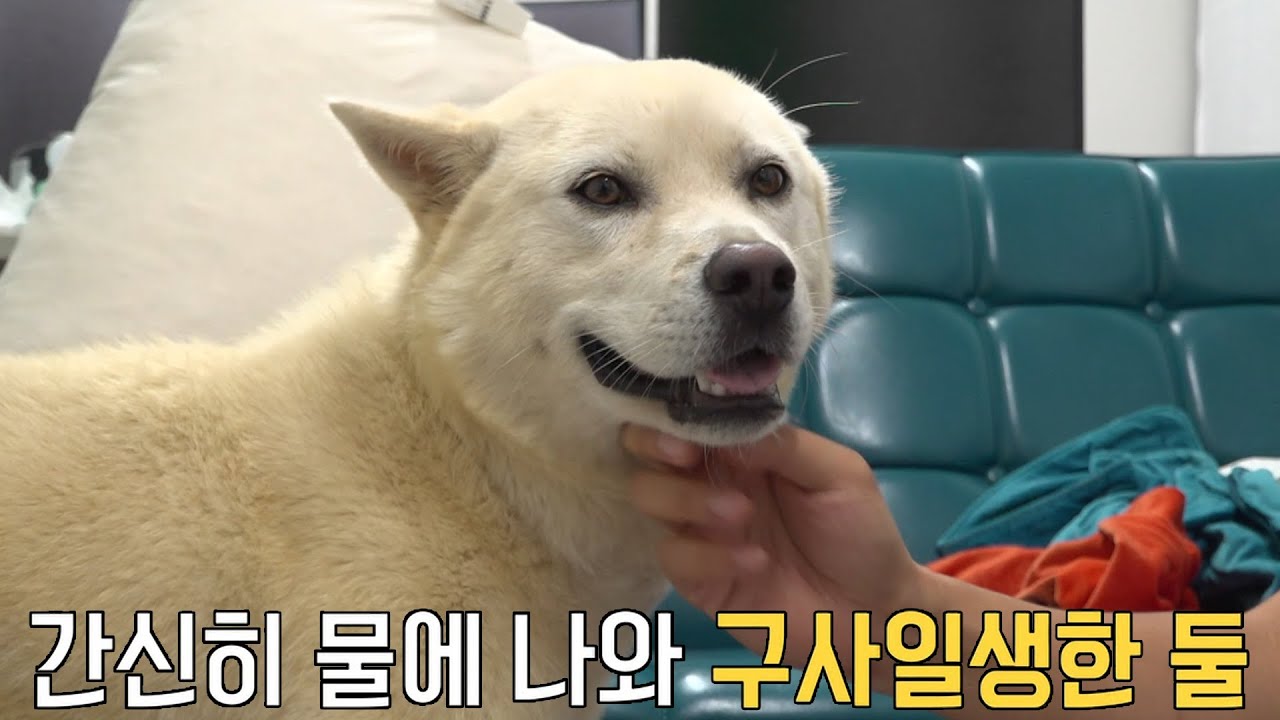 폭우로 물속에 고립된 강아지 위한 목숨 건 구조!