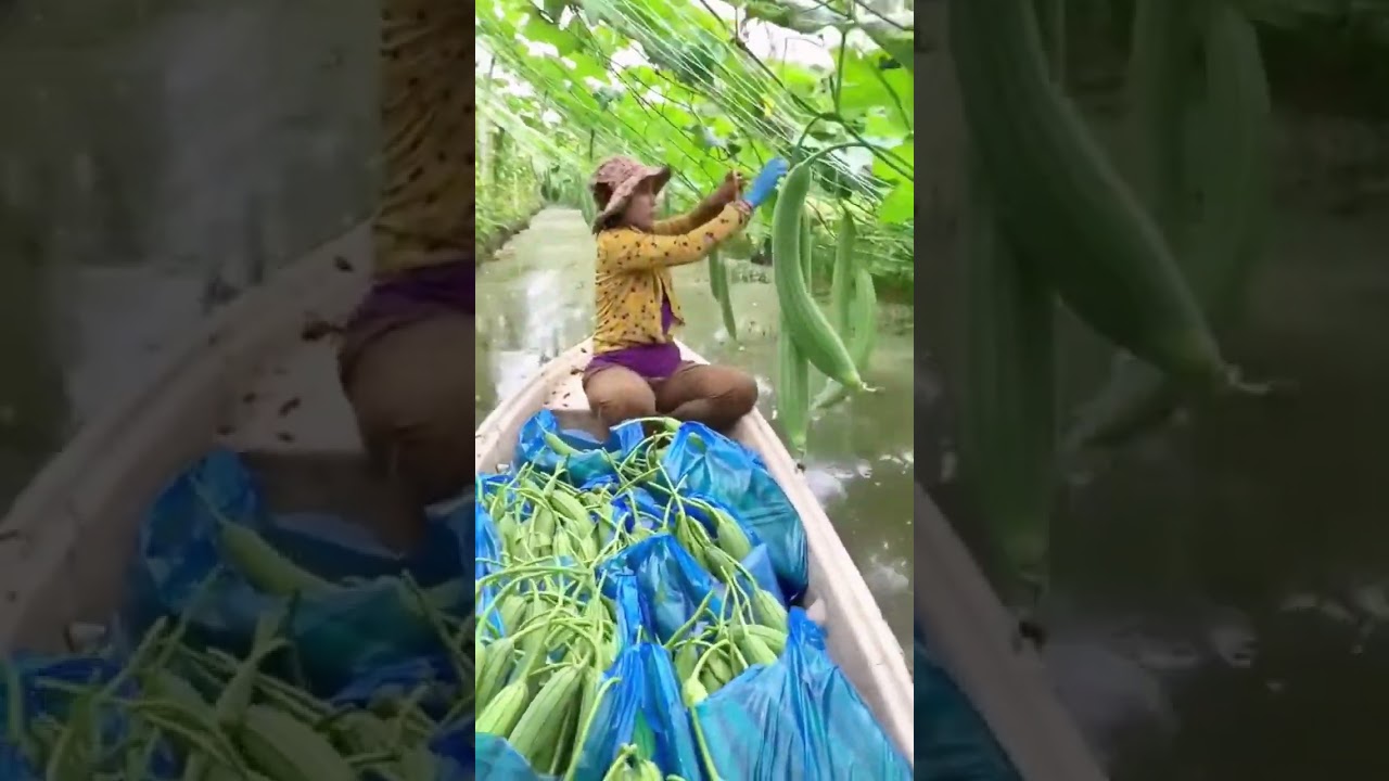 Harvesting agricultural products using boats #farming #agriculture #shorts