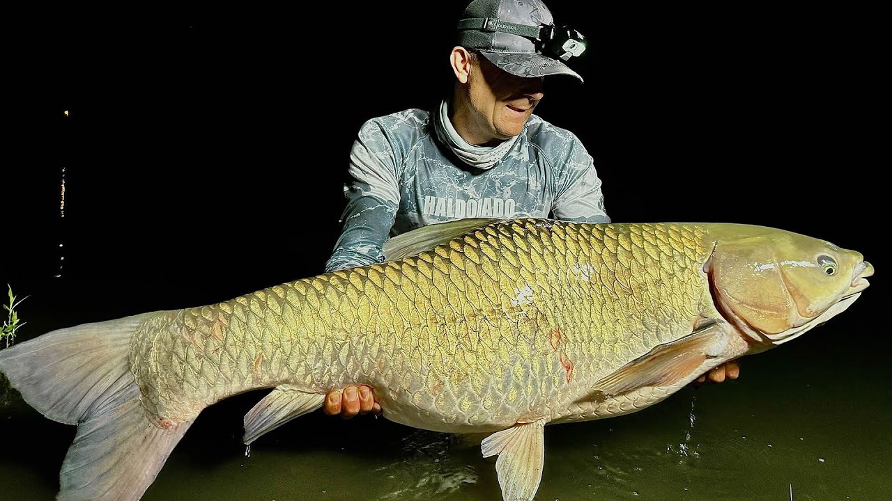 Lov amurov na rieke Dunaj s G&aacute;borom D&ouml;me #rybolov