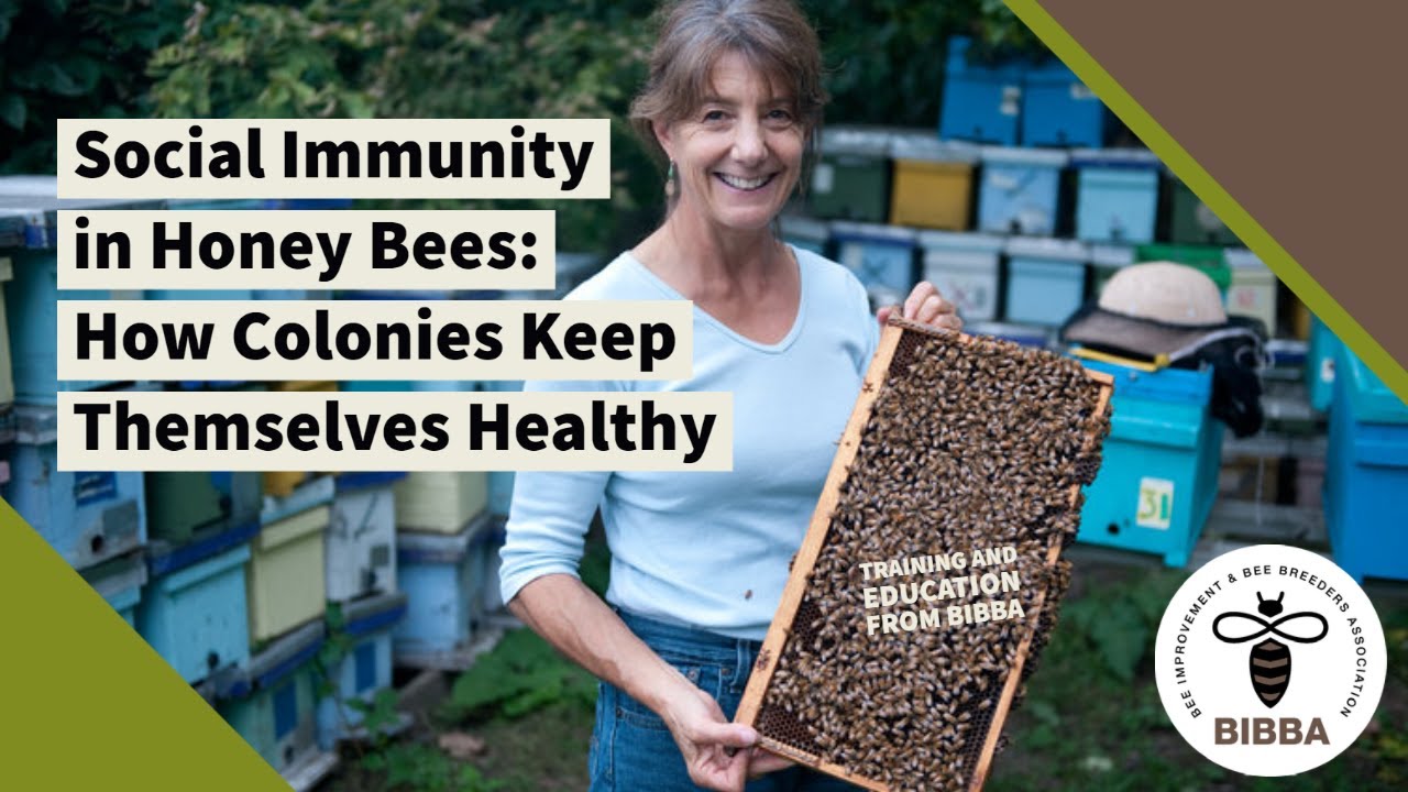 Social Immunity in Honey Bees: How Colonies Keep Themselves Healthy