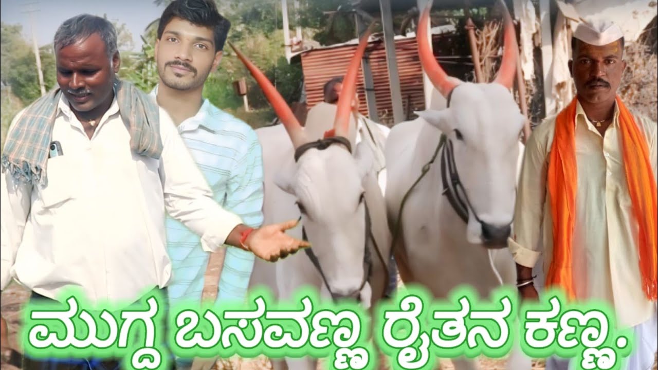 ಮುಗ್ದ ಬಸವಣ್ಣ ರೈತರ ಕಣ್ಣ#rayannanetworkbjpyoutube#farming #agriculture #farm #farmlife #farmer #