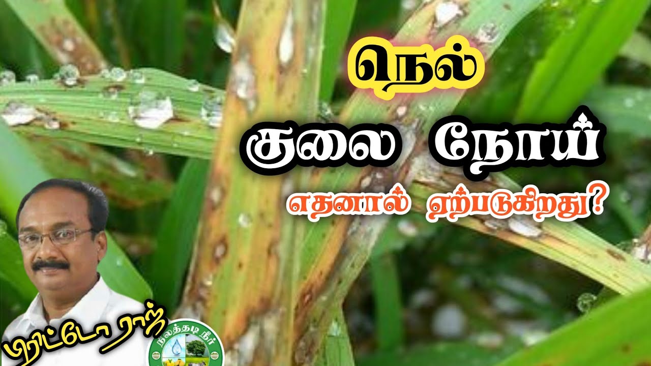 நெல் குலை நோய் எதனால் ஏற்படுகிறது?