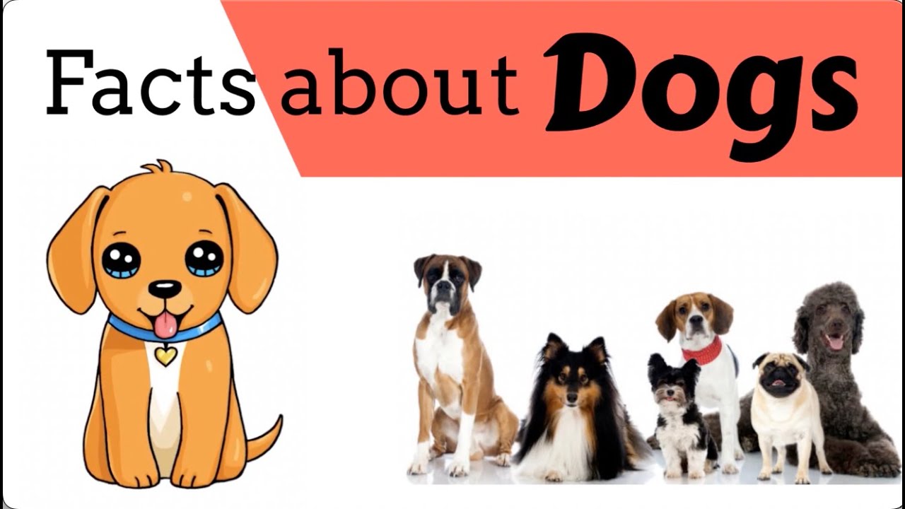 Fun and Fascinating Dog Facts for Kids - Learn About Dogs