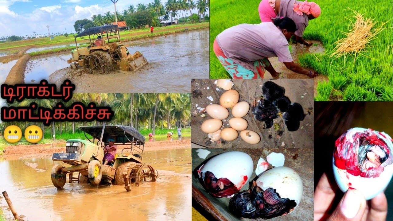 வயல் அடிக்களாமா🚜🚜 tractor மாட்டிக்கிச்சு ☹️புது வெள்ளாமை 🤩one day in farmers life 💕