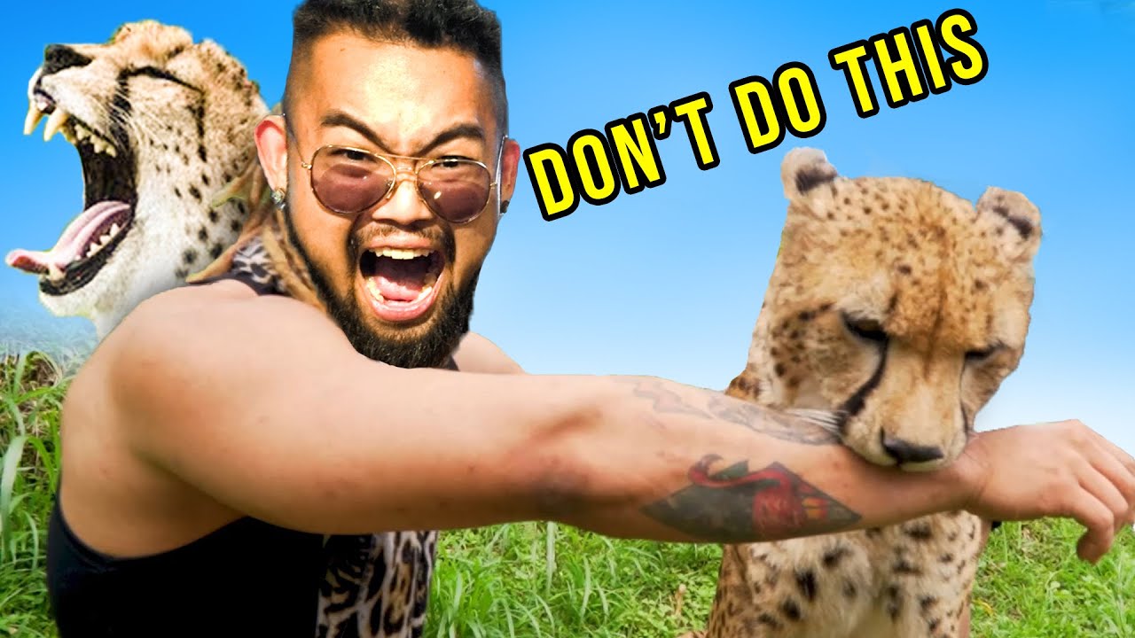 NEKAT DIGIGIT CHEETAH! LEHER KENA?! MENAKLUKAN CHEETAH TERCEPAT !! #AudreyA #KINGOFTHEJUNGLE