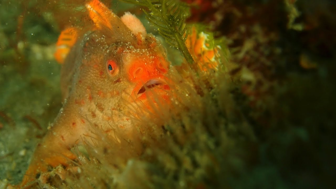 Caring for the rarest fish in the world - Tasmania's red handfish