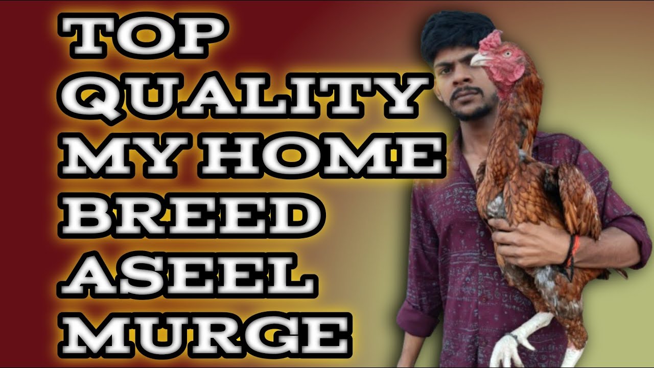 Best quality #aseelmurge # sunday market Delhi @ My home breed aseel murge 👌🙏👍🐓🐓