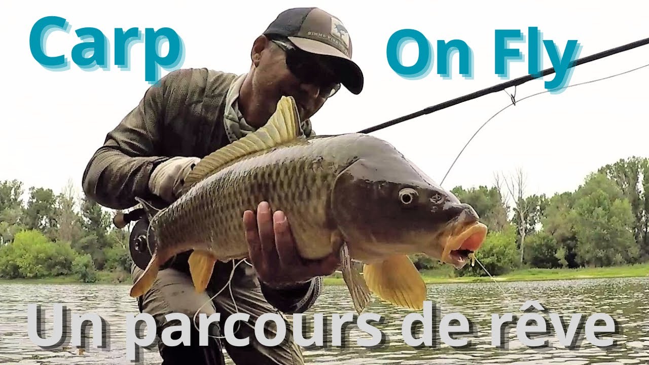 Le spot de rêve pour pêcher la carpe à la mouche a vue en rivière ! Carp on fly