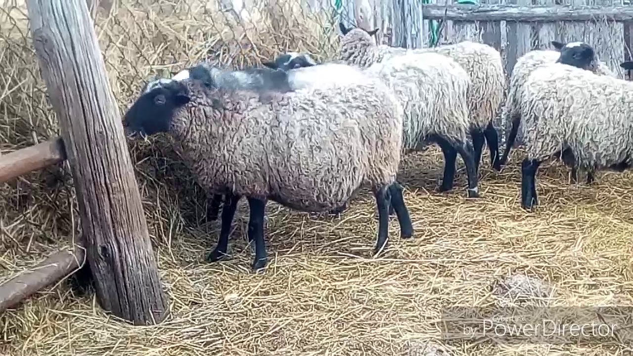 Романовские овцы в нашм хозяйстве