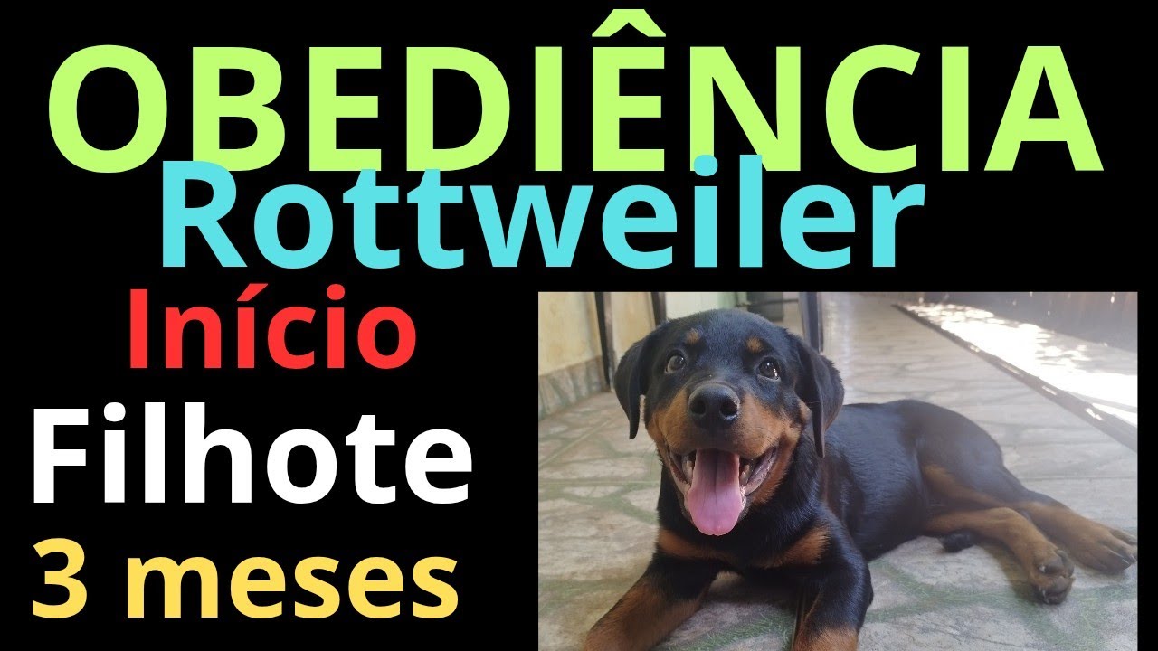 Iniciando obediência de um filhote de rottweiler.