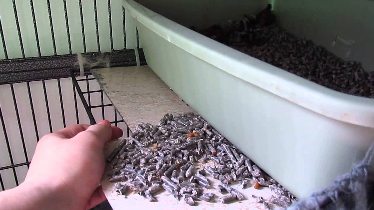 Cage a furet