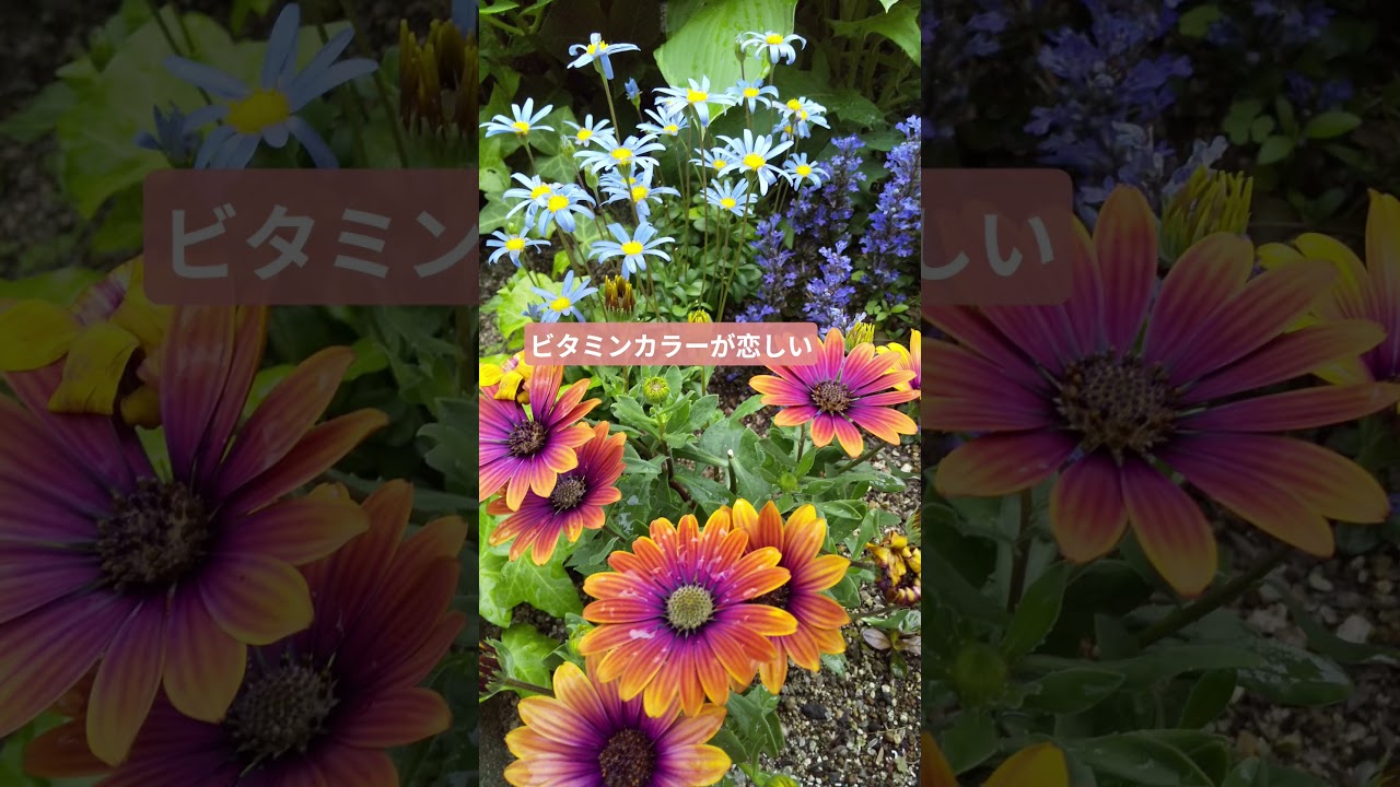 【寒さ増すと余計に春が恋しい】