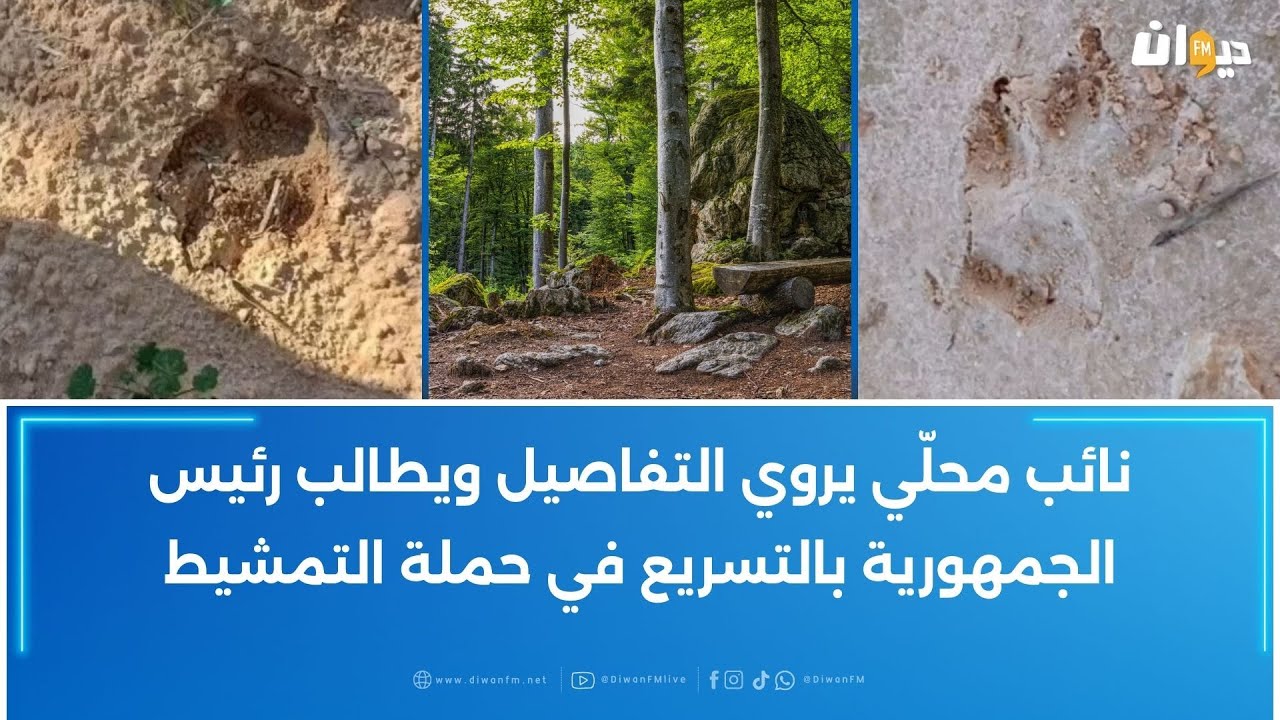 ظهور حيوان مفترس يتجاوز وزنه الــ 250 كغ في غابات الزركين 1 يثير القلق