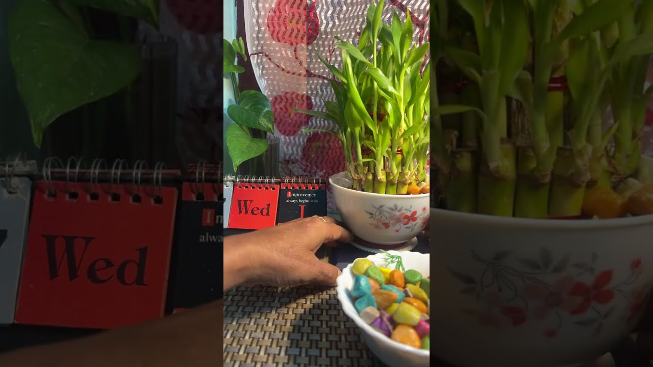 My indoor plant decoration #luckybambooplant 