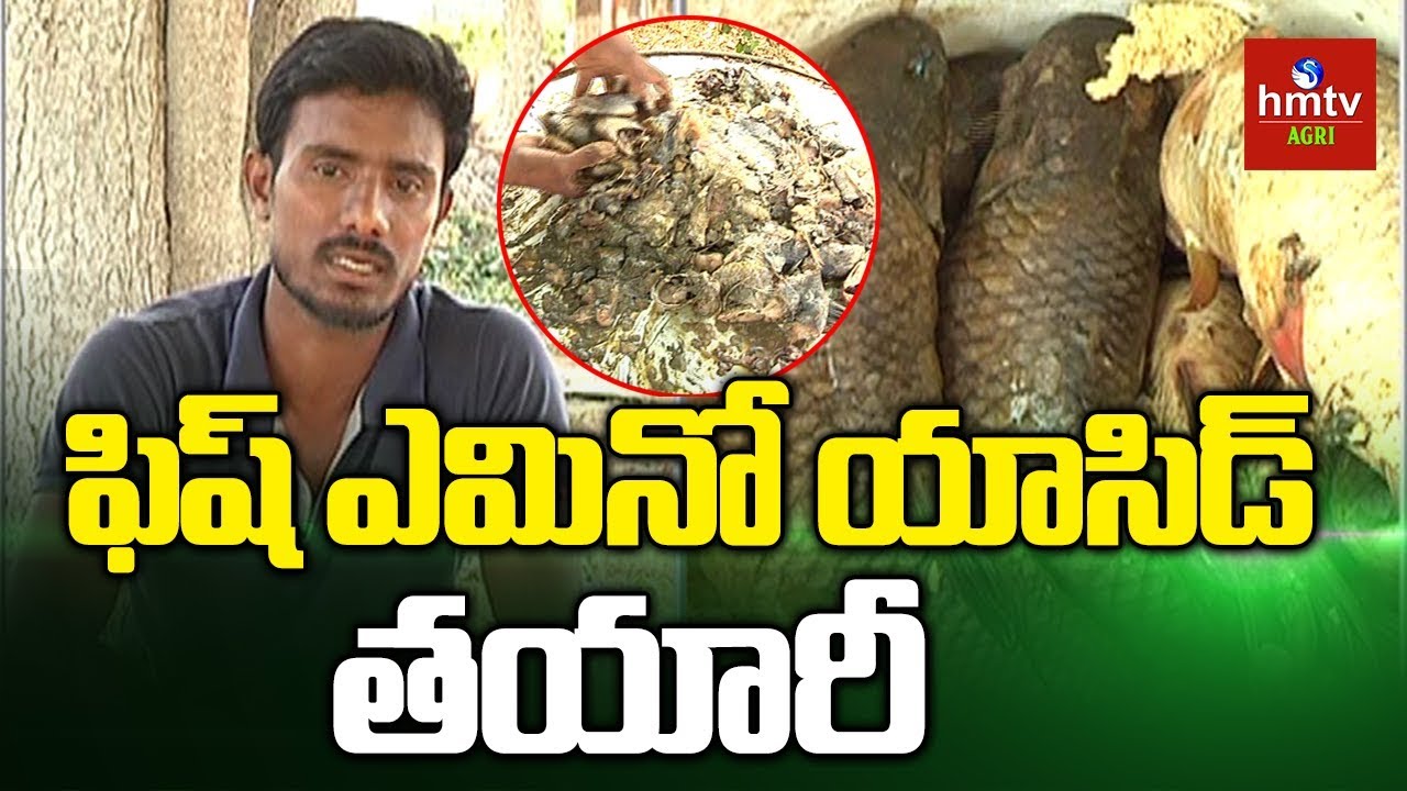 Fish Amino Acid Making | Natural Farming | hmtv Agri