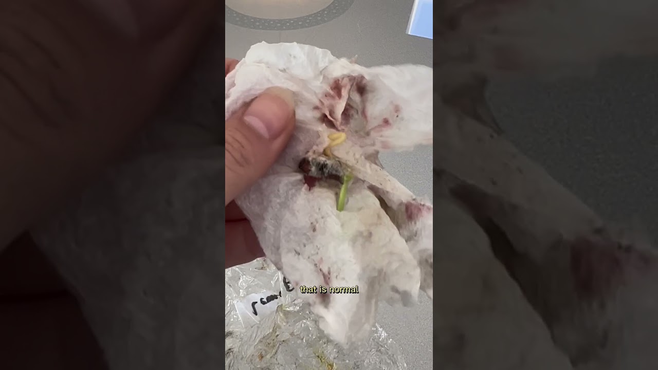 The new method of growing lemon seeds is working! Would you try it?🍋