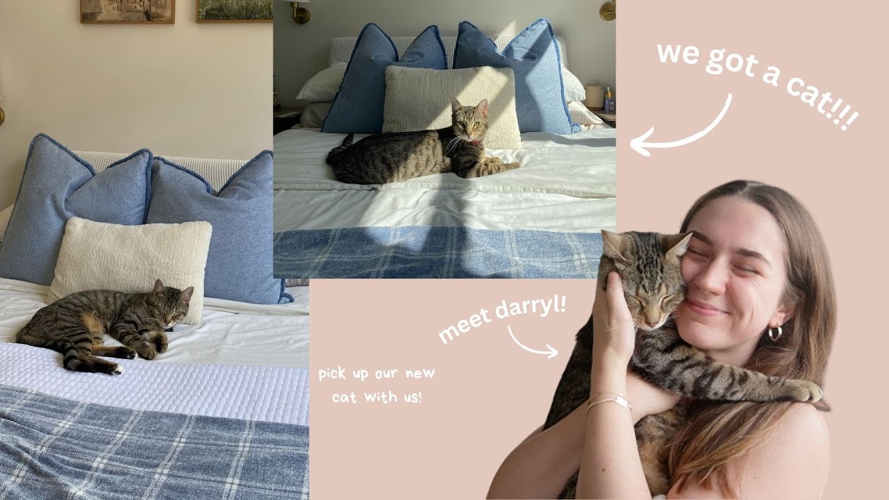 WE GOT A CAT!!! pick up our new cat with us! :)