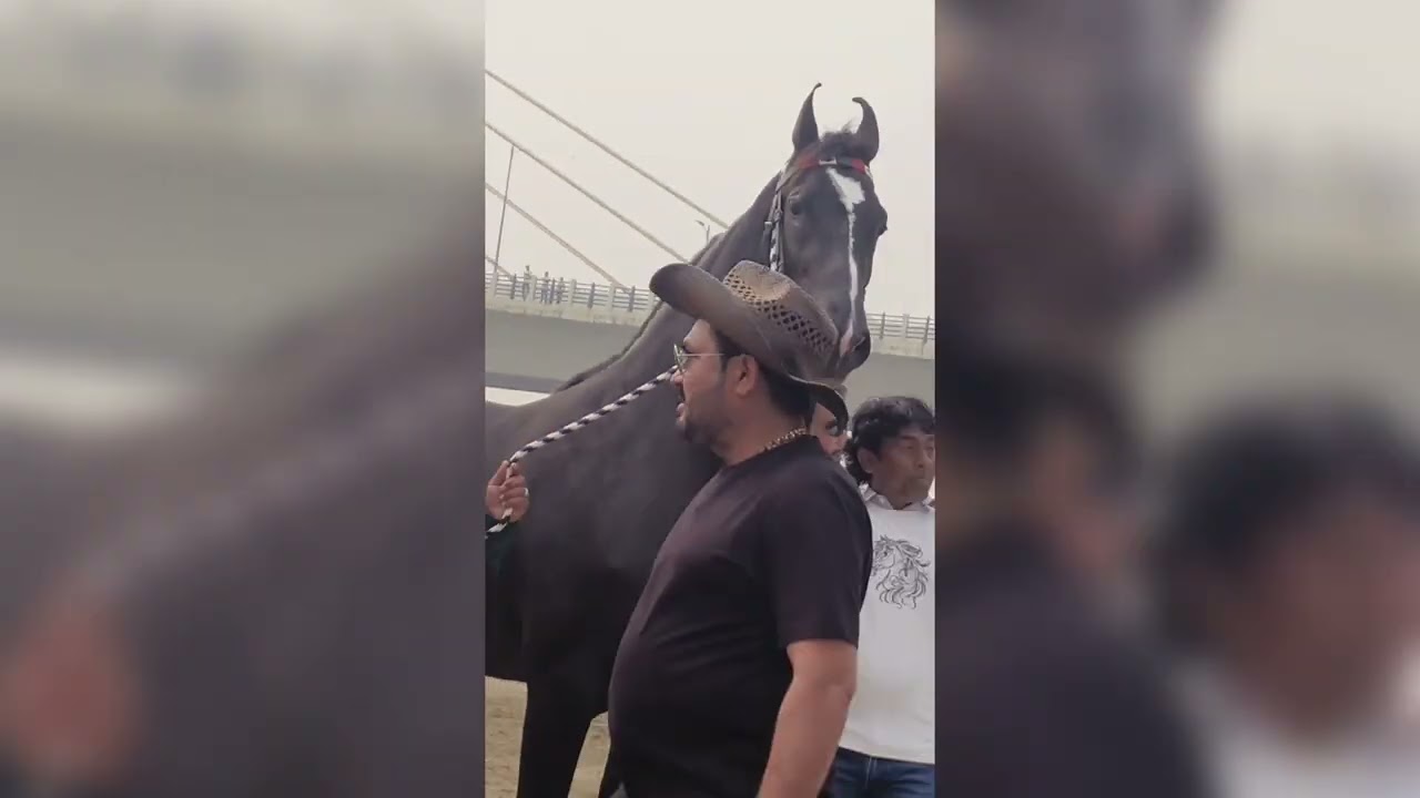 TAPI HORSE SHOW 2026 🎠🏇