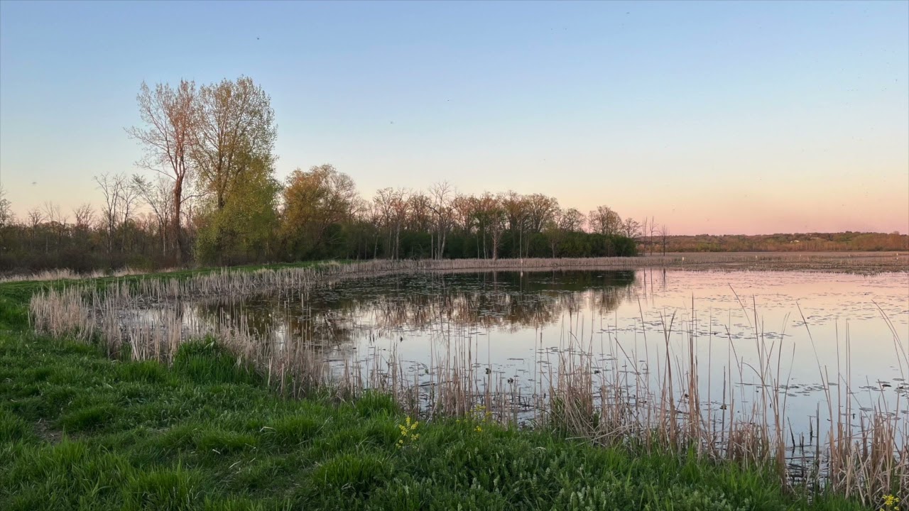 1 Hour of Relaxing Wetland Bird Sounds (Marsh Bird Dawn Chorus)