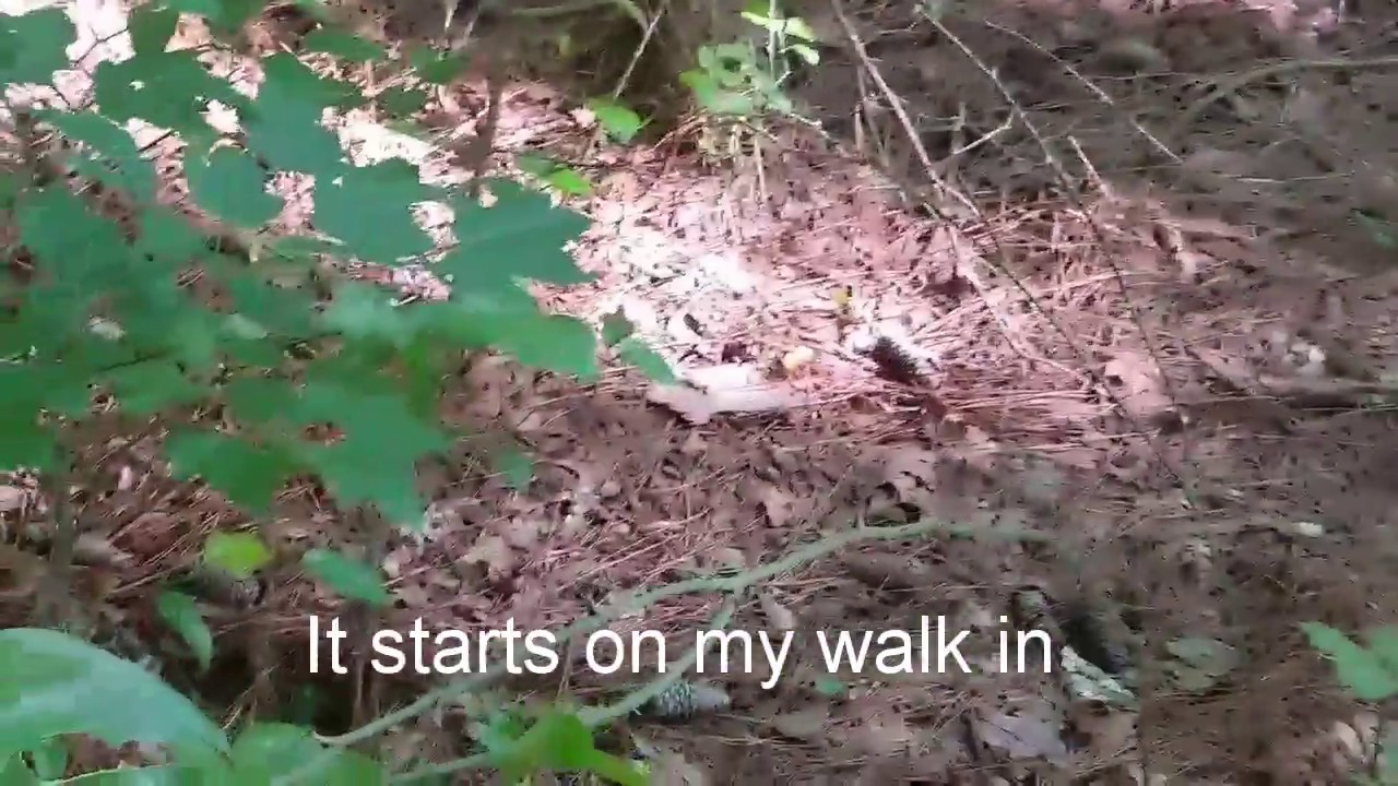 Coyotes all around my camp