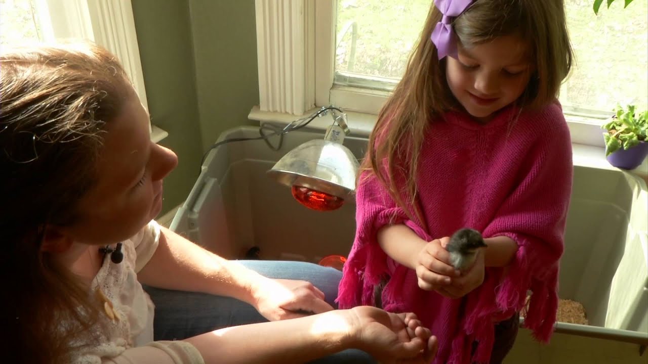 Eco Diary - Chicks to Hens