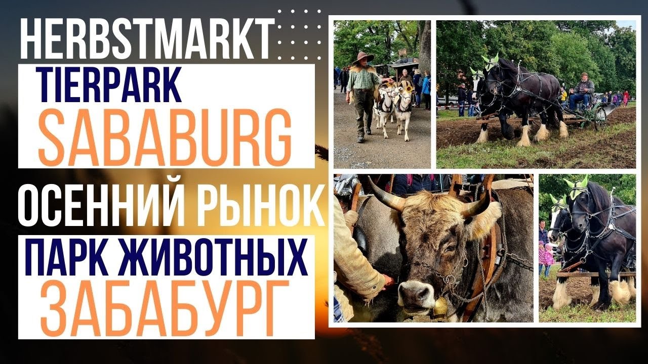 Осенняя Ярмарка , Сабабург Германия Парк Животных  Herbstmarkt im Tierpark Sababurg 4K